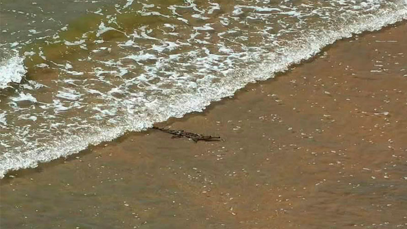 Alertan por presencia de cocodrilos en playas de Manzanillo durante temporada de lluvias 