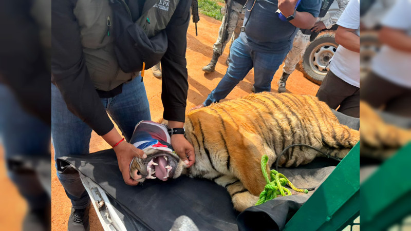 Hallan dos tigres de Bengala durante operativo en Coalcomán, Michoacán 