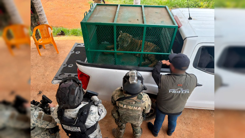 Hallan dos tigres de Bengala durante operativo en Coalcomán, Michoacán 