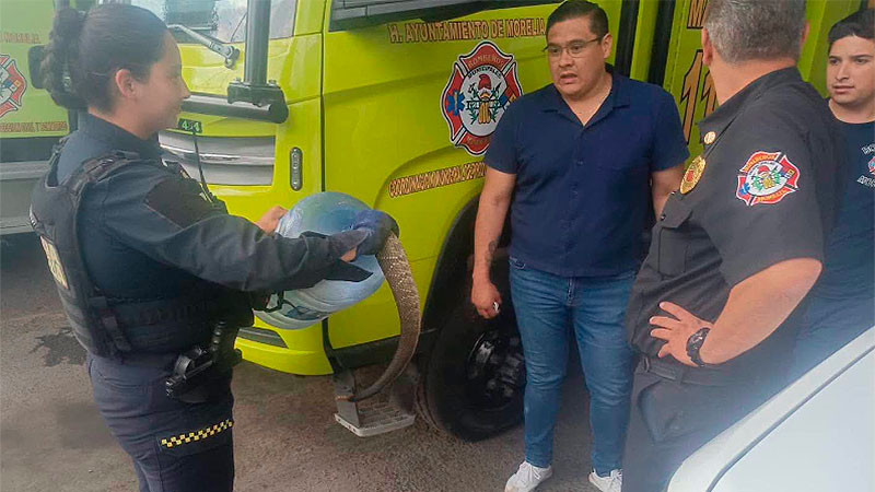 Capturan víbora de cascabel que se ocultaba detrás de un cuadro en una vivienda en la colonia Mirador de Morelia 