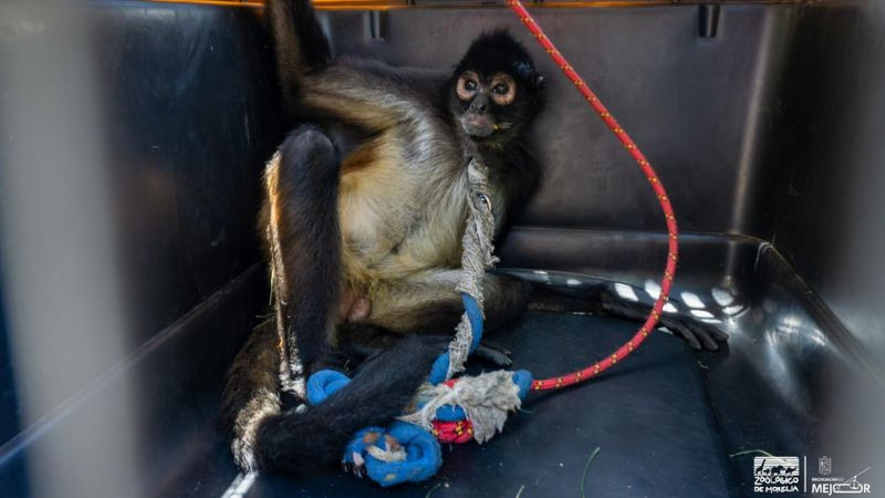 Resguarda Zoológico de Morelia a mono araña rescatado en Nueva Italia 