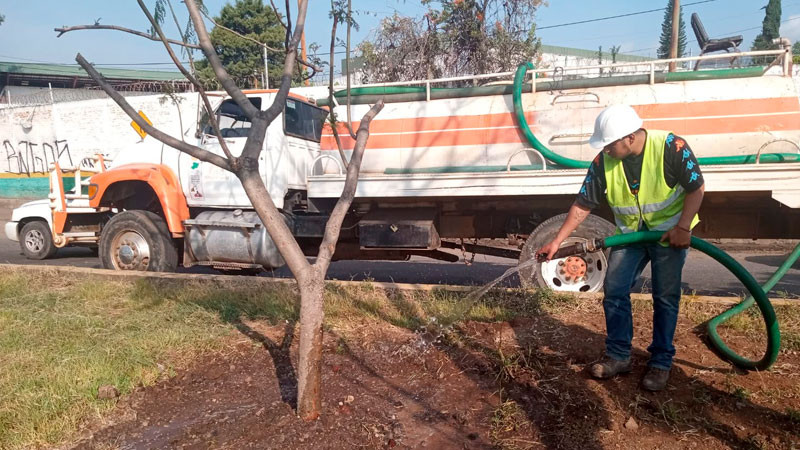 Secma cuida la supervivencia del arbolado replantado en las obras del Morebús 