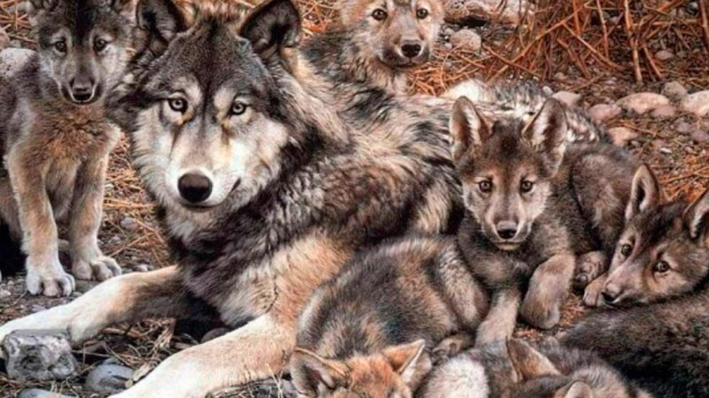Sheinbaum rechaza plan de Trump de retirar restricciones de caza del lobo mexicano 