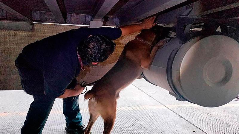 ANAM y GN aseguran cerca de 80 kilos de sustancias ilícitas en la Aduana de Tijuana, Baja California  