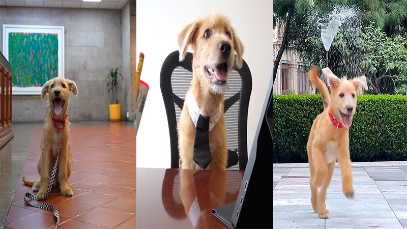Rollo, el cachorro que ahora acompaña las jornadas en Palacio Nacional 