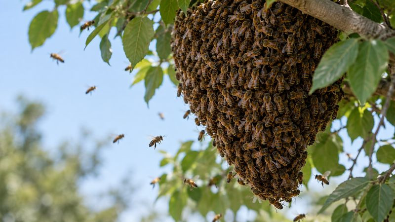 Cuatro personas permanecen hospitalizadas tras ataque de abejas en Tarímbaro 