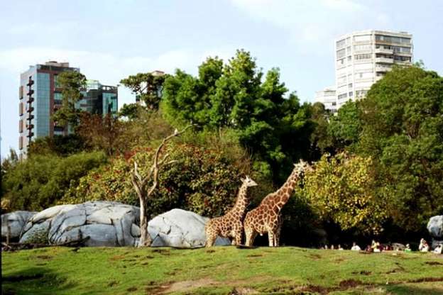 Celebra Zoológico de Chapultepec 91 aniversario 