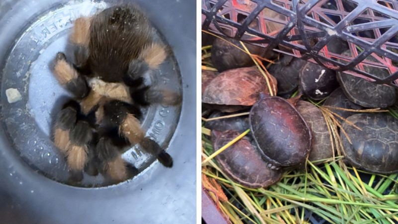 Aseguran 95 ejemplares de fauna silvestre en camión de pasajeros en Chihuahua 