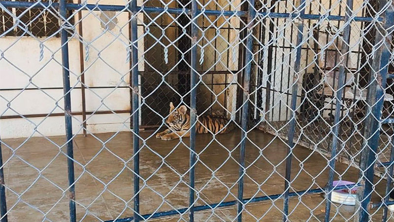 Aseguran dos tigres de Bengala en vivienda de Mazatlán por falta de permisos 