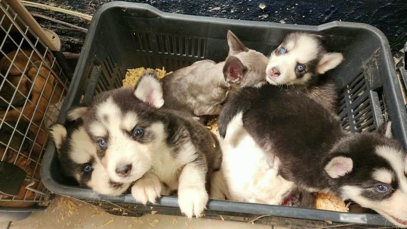 Rescatan 21 cachorros, detienen a 2 en Peribán, Michoacán 
