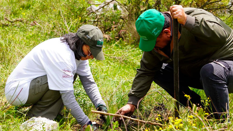 Crece 120% la reforestación en Áreas de Conservación de Michoacán; van 55 mil plantas 