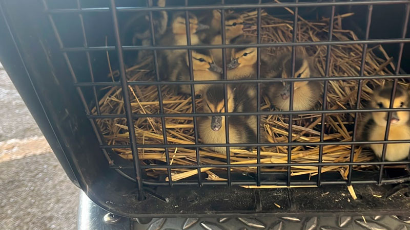 Protección Civil y Bomberos Morelia rescata a nueve patitos de una alcantarilla 
