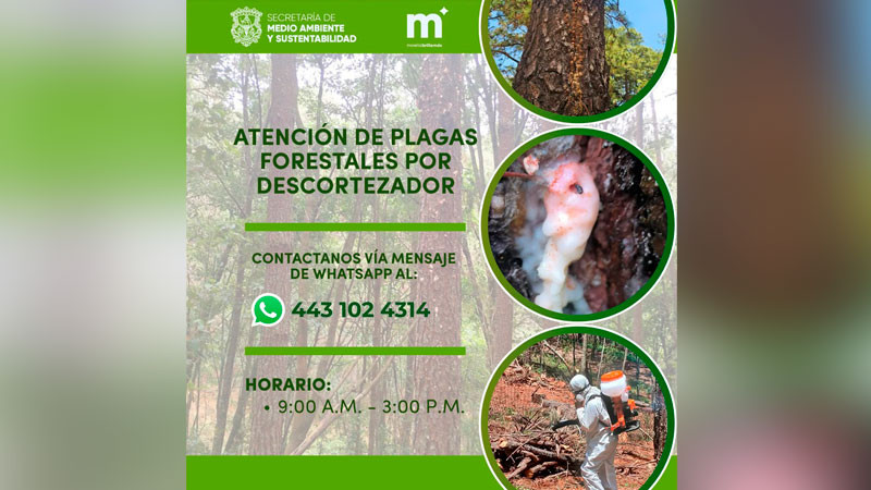 Gobierno de Morelia brinda atención a plagas forestales por descortezador, en zona rural 