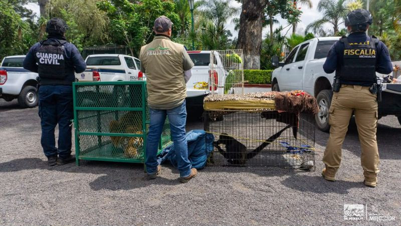 Zoológico de Morelia resguarda un tigre de Bengala, un mono araña y dos loros cabeza amarilla 