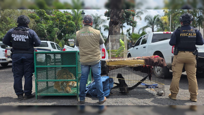 Tigre de Bengala, mono araña y armas asegurados: Cateos sacuden el corredor Peribán–Los Reyes en plena ofensiva contra objetivos de EEUU en Michoacán  