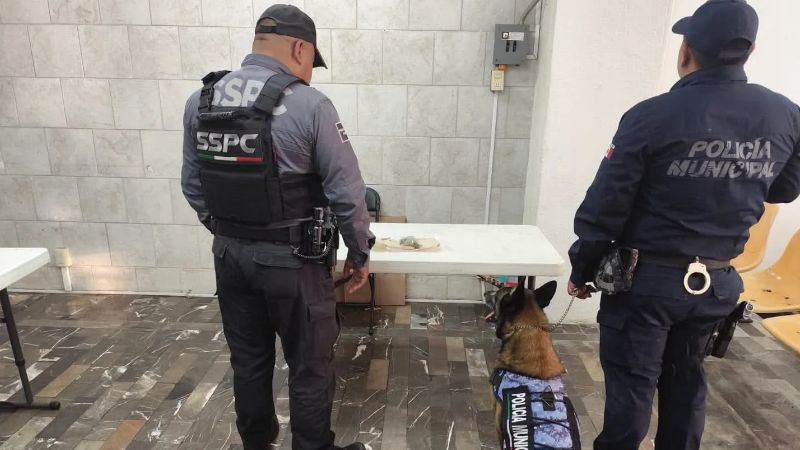 Aseguran un paquete de estupefacientes en la Central de Autobuses de Uruapan, Michoacán 