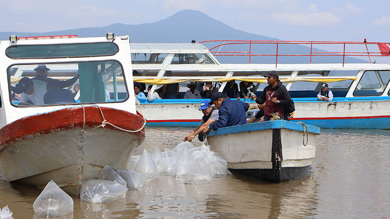 IMIPAS fortalece la restauración del Lago de Pátzcuaro con la repoblación de 50 mil ejemplares de acúmara 
