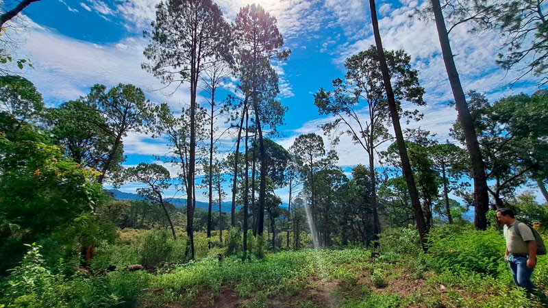 En Michoacán, más de 212 mil hectáreas protegidas; hay nueva área de conservación en Tancítaro 
