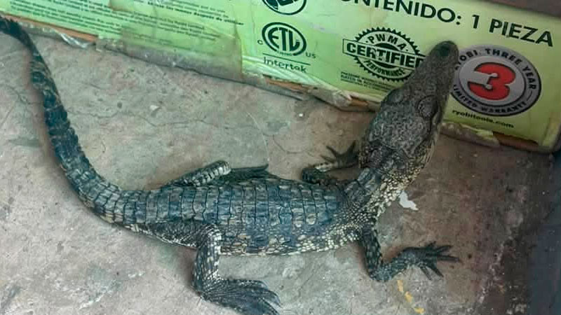Aseguran en Tarímbaro, Michoacán a cría de cocodrilo  