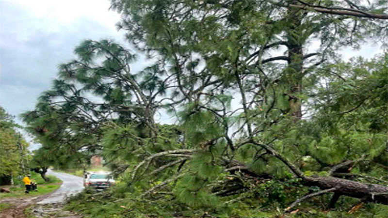 Cae árbol en la carretera Tacámbaro-Joyas Bajas; ocasiona cierre de la rúa  