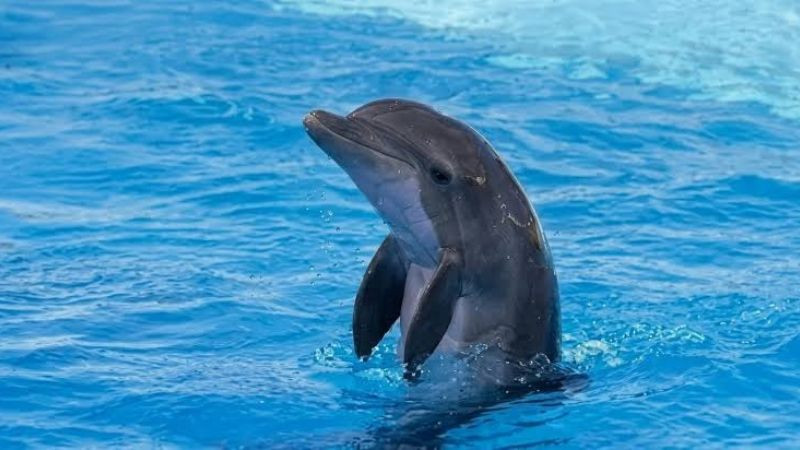 Profepa investiga fallecimiento de delfín Moana en el Delfinario Sonora 