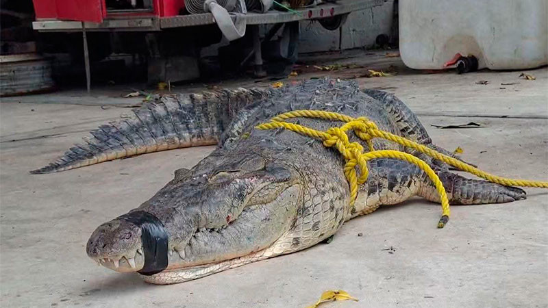 Lluvias elevan presencia de cocodrilos en zonas urbanas de Ciudad Madero, Tamaulipas 