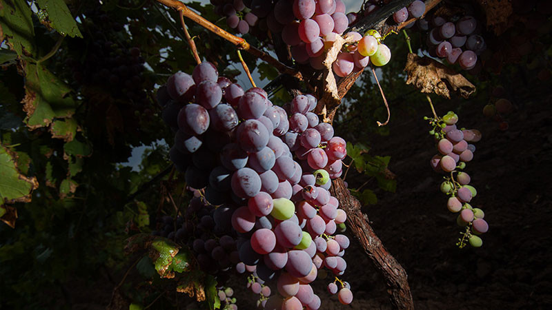 Crece 3.85% anual la producción de uva para vino en México: AGRICULTURA 