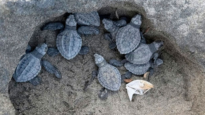 Habilitan centros de acopio para recuperación de campamentos tortugueros 