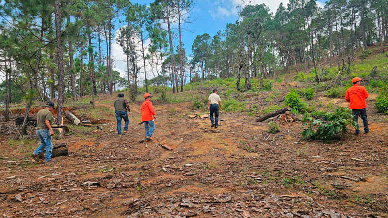 Gobierno de Morelia informa avances en atención de Sanidad Forestal 