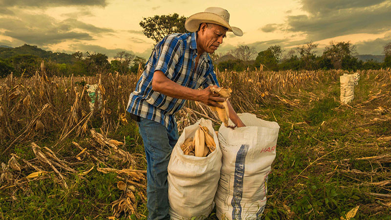 Garantiza Gobierno de México abasto de maíz blanco en Guerrero con reservas estratégicas y acopio histórico 