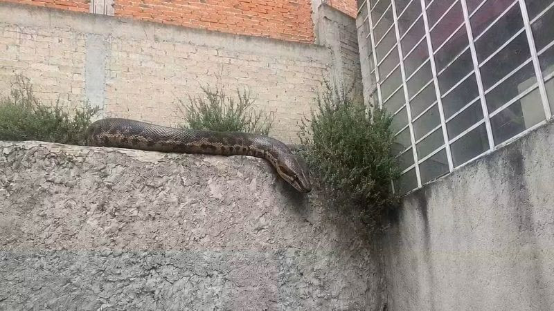 Buscan serpiente de gran tamaño en zona habitacional de Atizapán; evacúan viviendas por prevención 