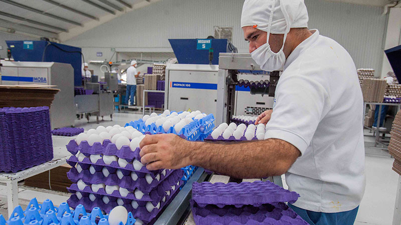 Producción de huevo crece 6.1% y proyecta sólido cierre para 2026: AGRICULTURA 