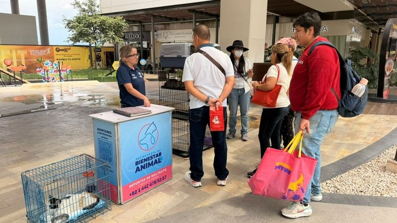 Realizarán jornada de adopción de gatos en Plaza Paseo Querétaro 