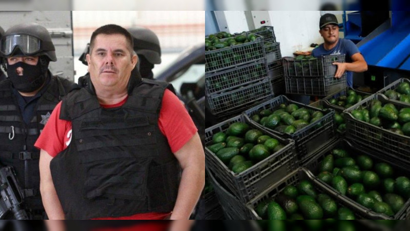 El aguacate del crimen michoacano, con permiso para exportar a China: Históricos capos, bajo la lupa por cientos de hectáreas de huertas exportadoras 