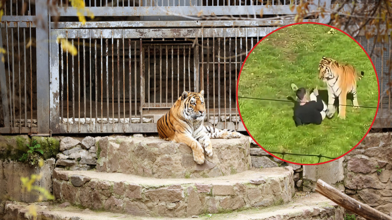 Hombre muere tras ingresar al recinto de tigres en un parque de Reino Unido 
