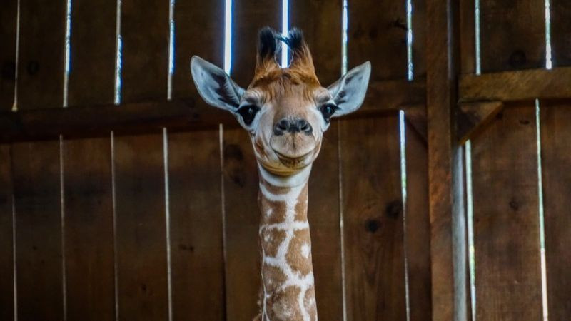 Nace una nueva jirafita en el Zoológico de Morelia 