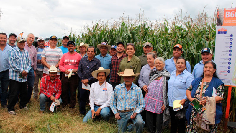 Secretaría de Agricultura de Morelia impulsa maíz mejorado para productividad del campo 