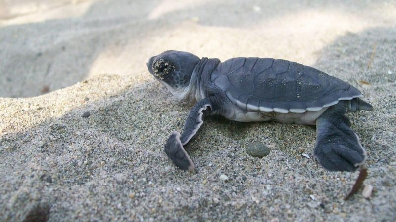Nacen las primeras crías de tortuga marina tras el paso de los huracanes en costas michoacanas 