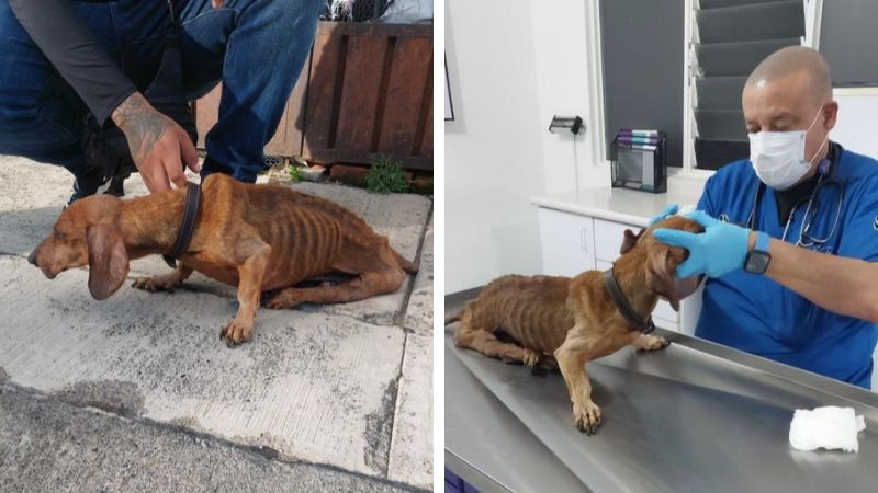 Resguarda IMPA a perrito víctima de maltrato y brinda atención médica 