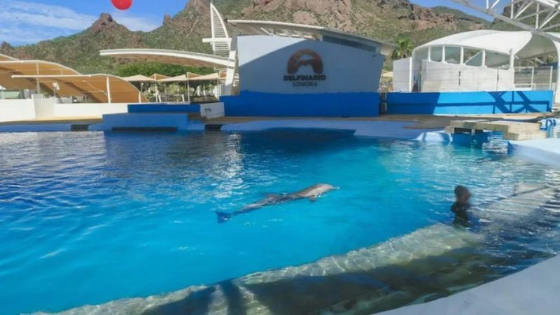 Necropsia detecta lesión por golpe en la delfín Moana, fallecida en Sonora 