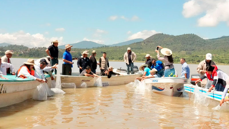 Suman 215 mil ejemplares de pez blanco liberados en el lago de Pátzcuaro 
