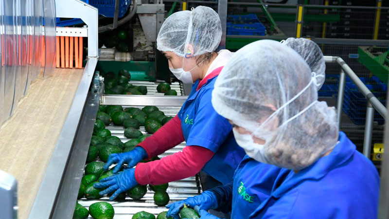 Certificado Laboral para la Agroexportación protege derechos de jornaleros del aguacate 