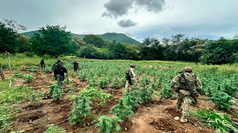 Destruyen cerca de 96 mil plantas de hierba verde en Huetamo, Michoacán  