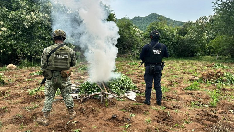 Incineran más de 7 toneladas de marihuana en Huetamo, Michoacán 