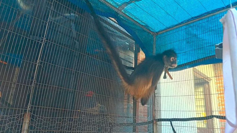 En Uruapan, Michoacán aseguran un mono araña en condiciones de cautiverio 