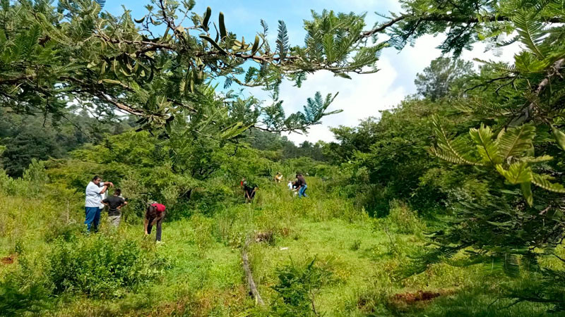 Michoacán triplica superficie de conservación forestal; más de 212 mil hectáreas protegidas 