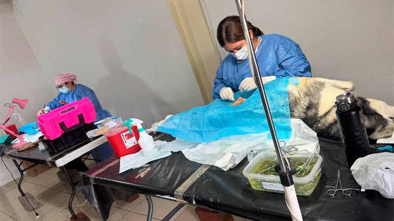 Esterilizan a 34 mascotas durante jornada gratuita en la Jurisdicción Sanitaria 05 de Uruapan 