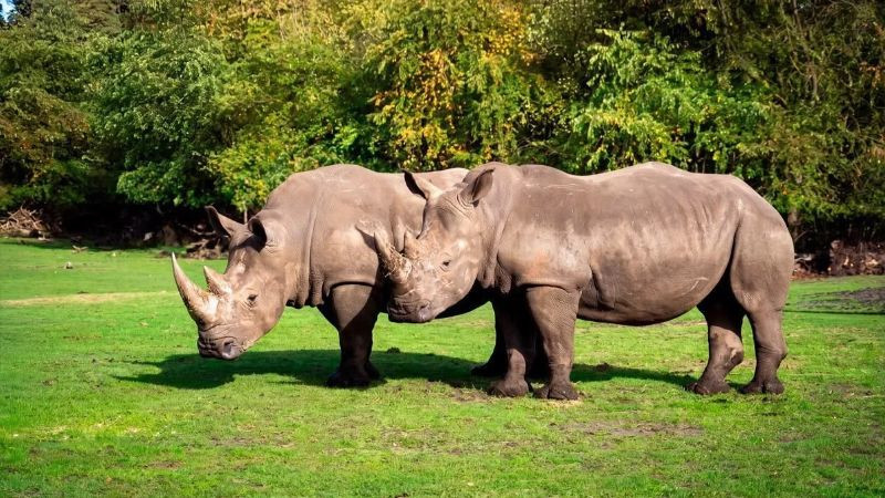Salma, Moana, Lewa y Wami: los cuatro rinocerontes que llegarán a Guadalajara desde Europa
