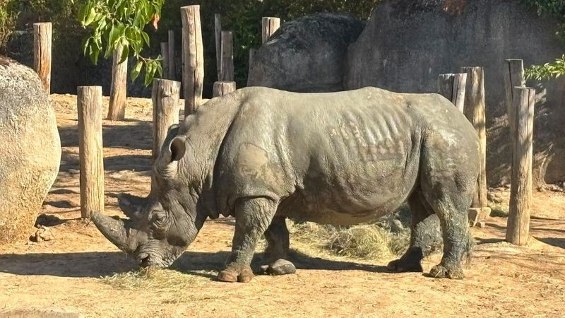 Salma, Moana, Lewa y Wami: los cuatro rinocerontes que llegarán a Guadalajara desde Europa