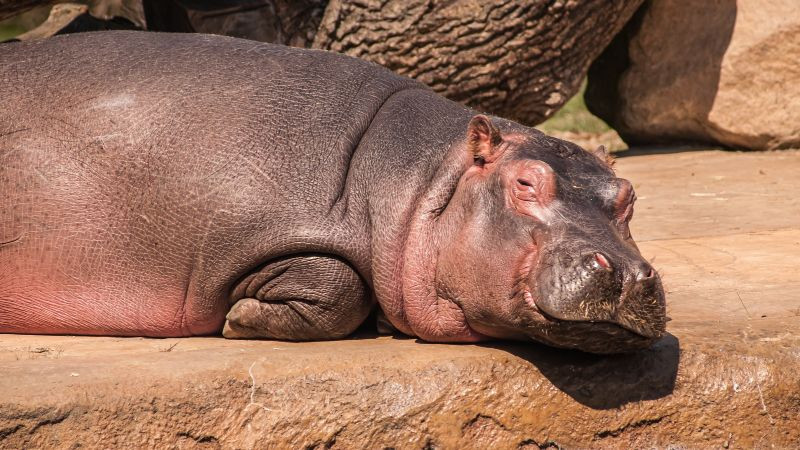 Fallece Motomoto, hipopótamo del Zoológico de Culiacán 